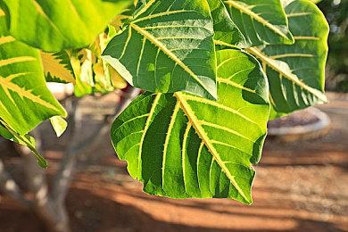 《COD》2023全年计划遭泄露 将有多个赛季